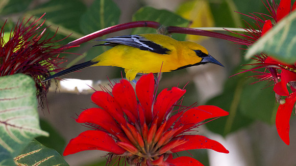 Yellow Oriole (Icterus nigrogularis)