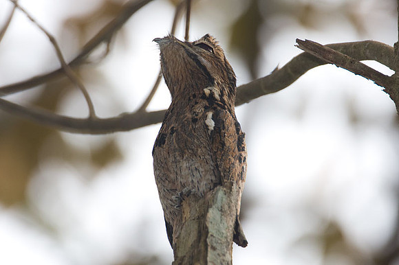 Common Potoo (Nyctibius griseus)