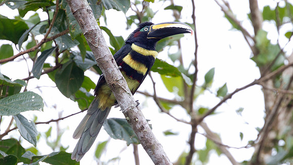 Many-banded Aracari (Pteroglossus pluricinctus)
