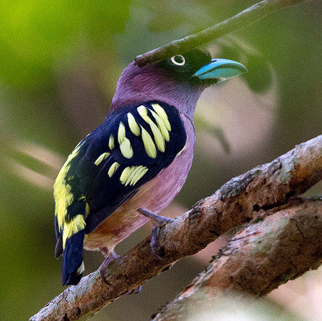 Banded broadbill (Eurylaimus javanicus) Male