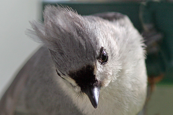Tufted Titmouse (Baeolophus bicolor)