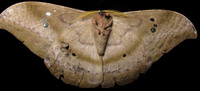 Viewed from underneath