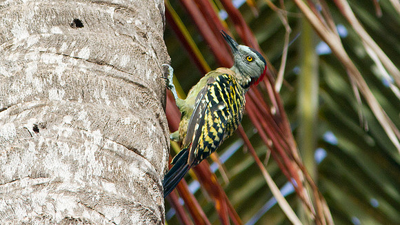 Hispaniolan Woodpecker (Melanerpes striatus)