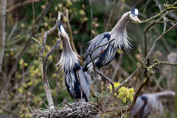 Great Blue Heron (Ardea herodias)