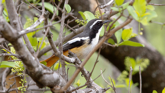 White-throated Robin-Chat (Cossypha humeralis)