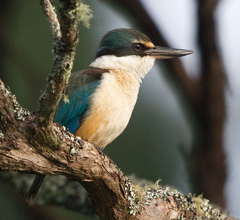 Sacred Kingfisher (New Zealand) (Todiramphus sanctus vagans)