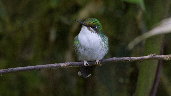Booted Racket-tail (Ocreatus underwoodii)