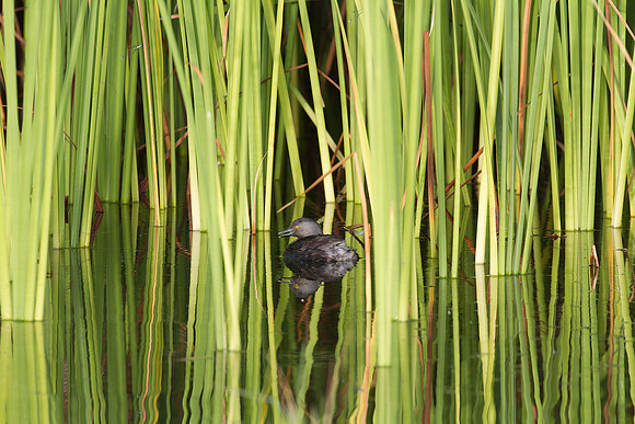 Least Grebe (Tachybaptus dominicus)