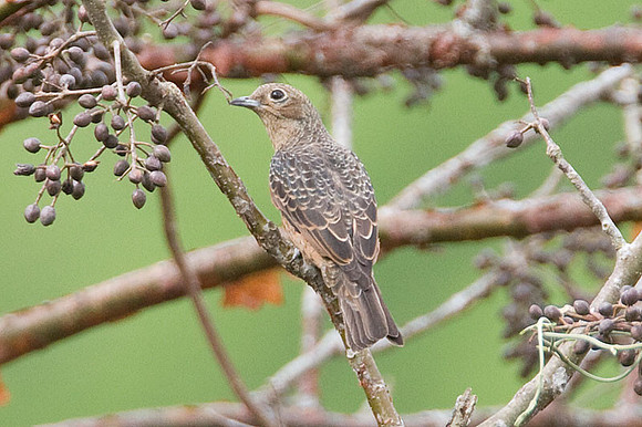 Blue Cotinga (Cotinga nattererii) female