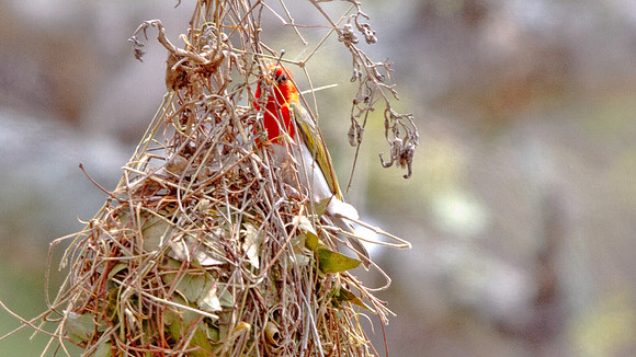 Red-headed Weaver (Anaplectes rubriceps)