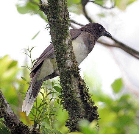 Brown Jay (Cyanocorax morio)