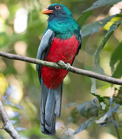 Slaty-tailed Trogon (Trogon massena) Male