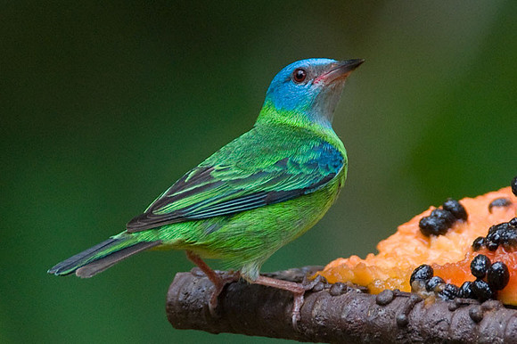 Blue Dacnis (Dacnis cayana) also known as Turquoise Honeycreeper