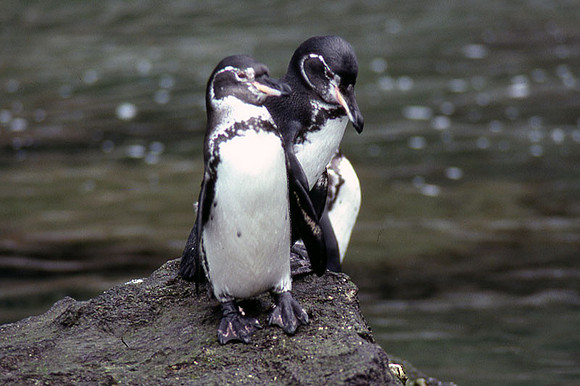 Galápagos Penguin (Spheniscus mendiculus)