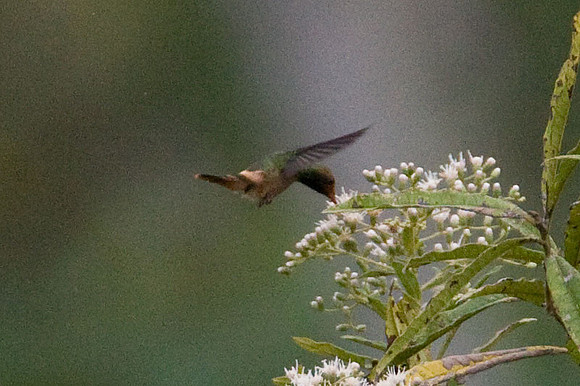 Rufous-Crested Coquette (Lophornis delattrei) female