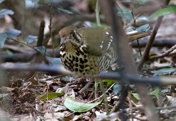 Spotted Ground Thrush (Geokichla guttata)