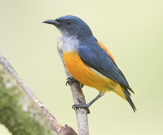 Orange-bellied flowerpecker (Dicaeum trigonostigma) Male