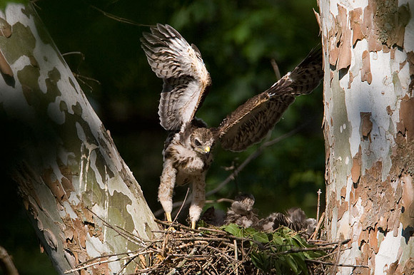 Red-shouldered Hawk (Buteo lineatus) juvenile