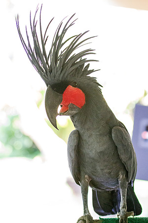 Palm cockatoo (Probosciger aterrimus)