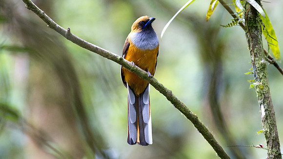 Whitehead's Trogon (Harpactes whiteheadi) female