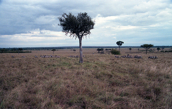 1988 Africa zebra  img389