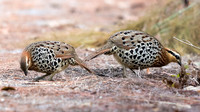 Mountain bamboo partridge (Bambusicola fytchii)