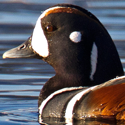 Harlequin Duck (Histrionicus histrionicus)