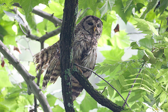 Barred Owl (Strix varia)