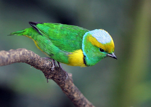Golden-browed Chlorophonia (Chlorophonia callophrys) male