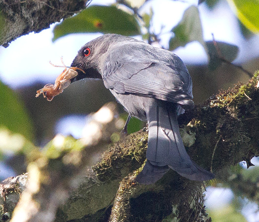 Ashy drongo (Dicrurus leucophaeus)