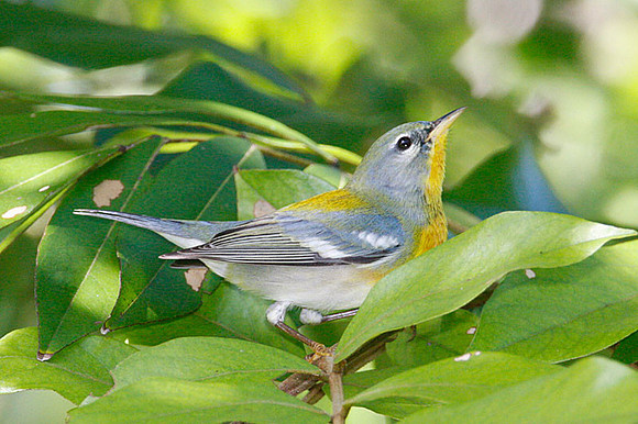 Northern Parula (Parula americana)