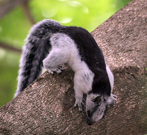 Variegated Squirrel (Sciurus variegatoides)