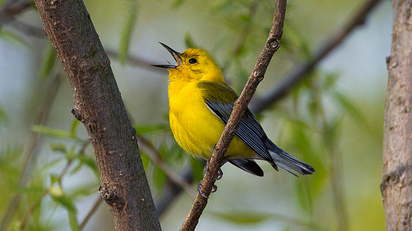 Prothonotary Warbler (Protonotaria citrea)