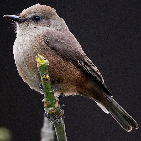 Vermilion Flycatcher (Pyrocephalus rubinus)