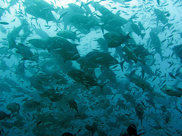 Fish