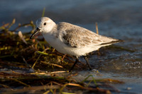 Sanderling (Calidris alba)
