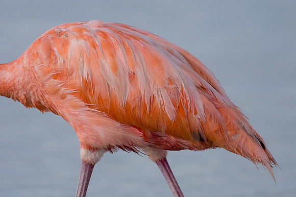 American Flamingo (Phoenicopterus ruber)