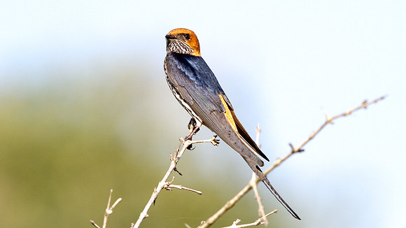 Lesser Striped Swallow (Cecropis abyssinica)