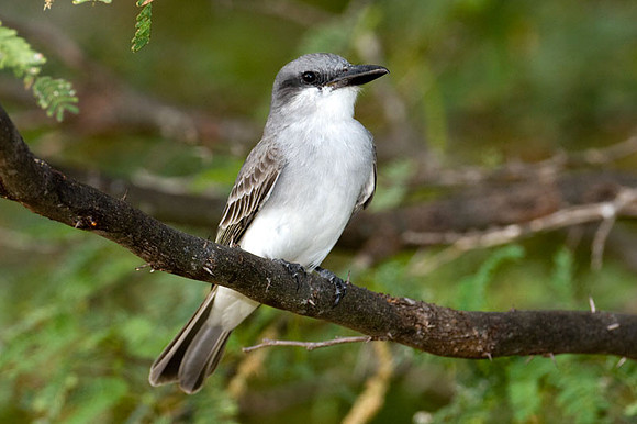 Gray Kingbird (Tyrannus dominicensis)