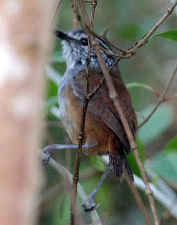 White-breasted Wood-Wren (Henicorhina leucosticta)