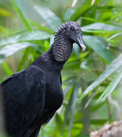 Black Vulture (Coragyps atratus) also known as American Black Vulture