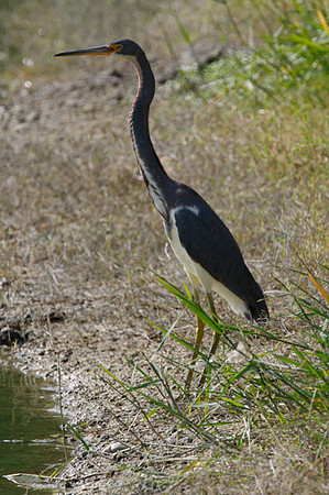 Tricolored Heron (Egretta tricolor)