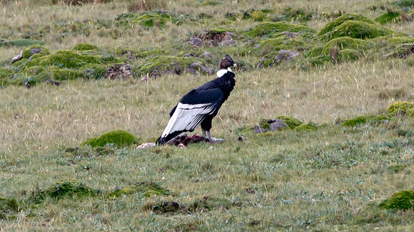 Andean Condor (Vultur gryphus)