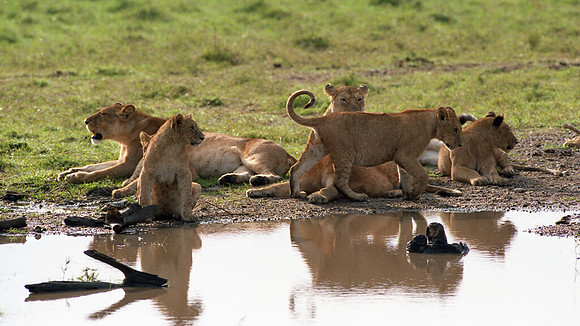 1988 Africa Lion cubs img450