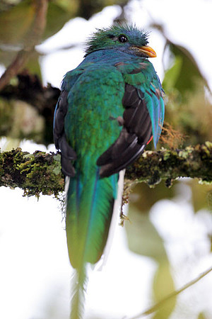 Resplendent Quetzal (Pharomachrus mocinno) juvenile