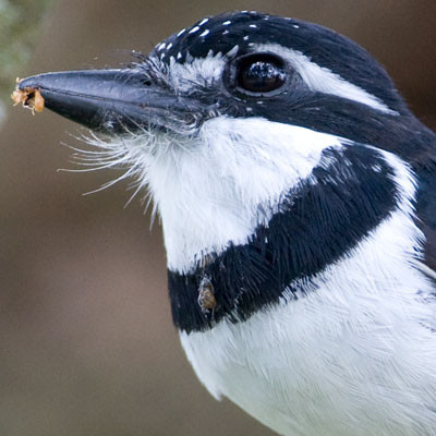 Pied Puffbird (Notharchus tectus)