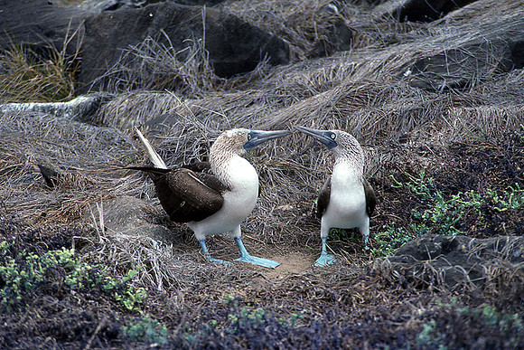 Blue-footed Booby (Sula nebouxii)