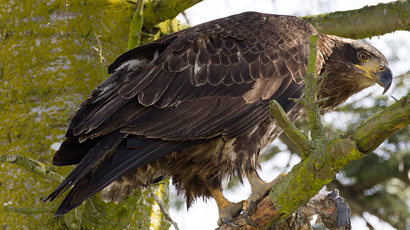 Bald Eagle (Haliaeetus leucocephalus) juvenile