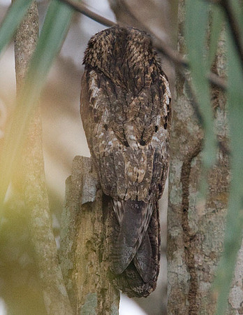 Common Potoo (Nyctibius griseus)