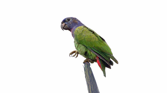 Blue-headed Parrot (Pionus menstruus)